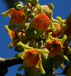 Sterculia africana