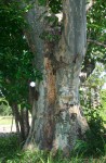 Sterculia africana