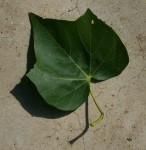 Sterculia africana