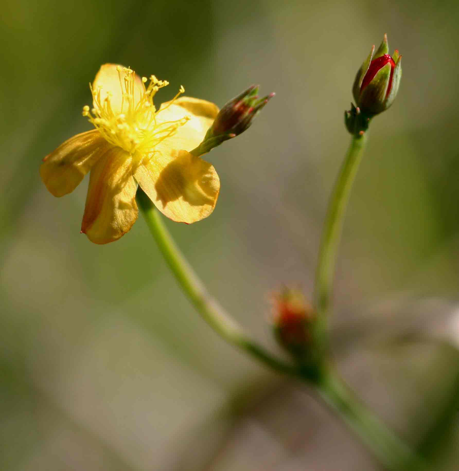 Hypericum lalandii