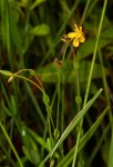 Hypericum lalandii