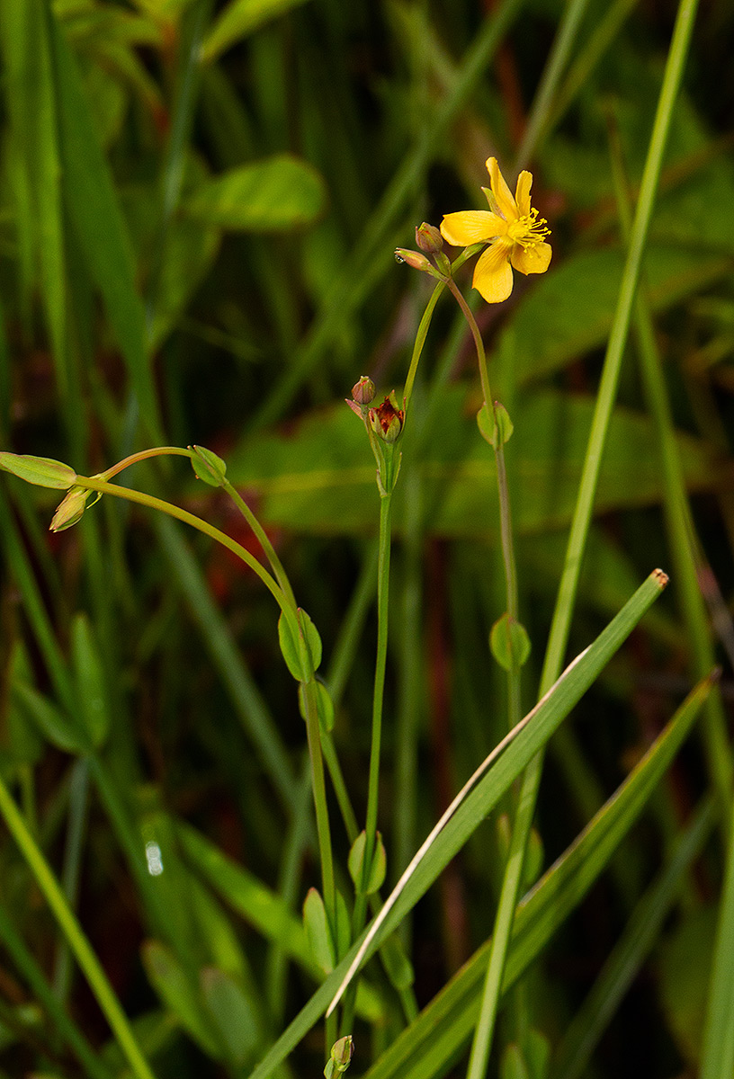 Hypericum lalandii