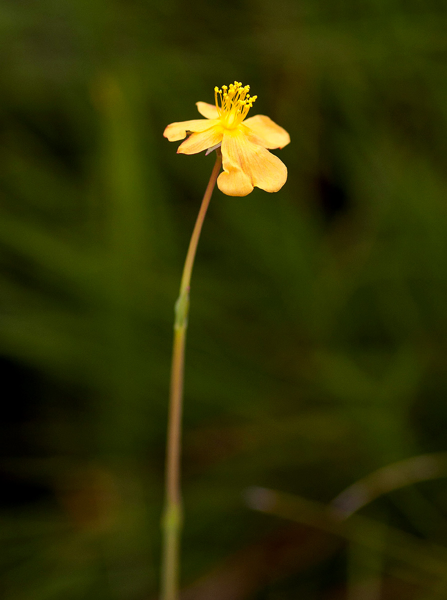 Hypericum lalandii