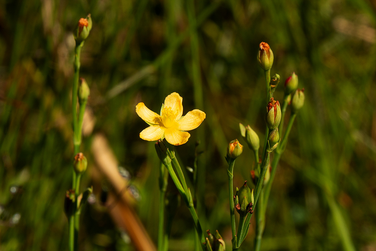 Hypericum lalandii