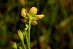 Hypericum lalandii