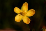 Hypericum lalandii