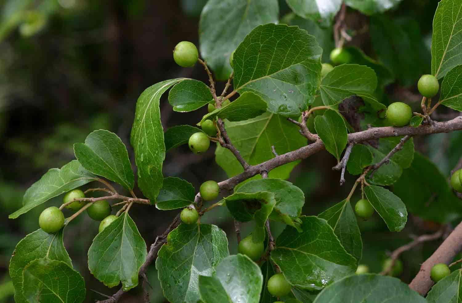 Flacourtia indica