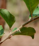 Flacourtia indica