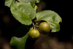 Flacourtia indica