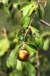 Flacourtia indica