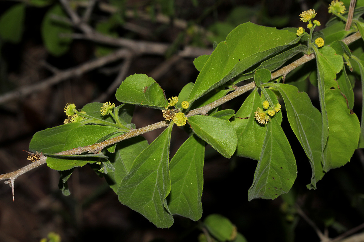 Flacourtia indica