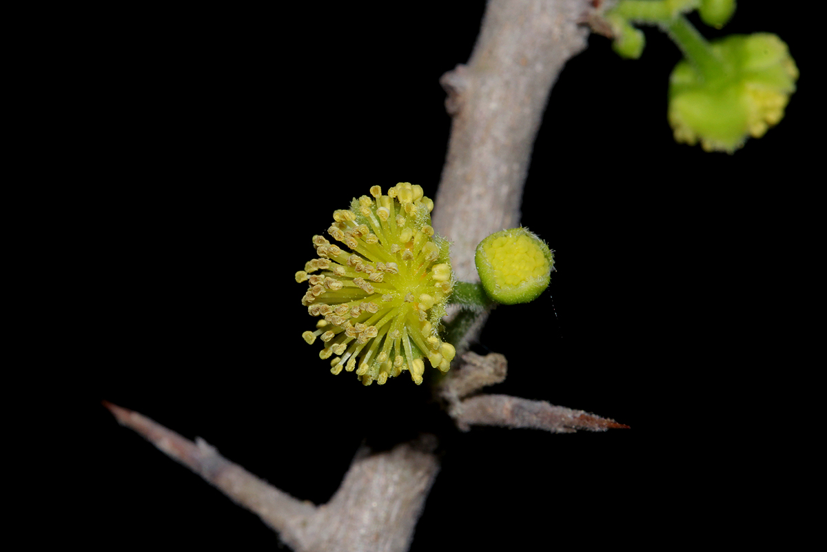 Flacourtia indica