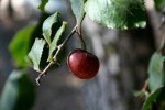 Flacourtia indica