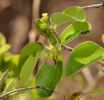 Flacourtia indica