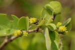 Flacourtia indica