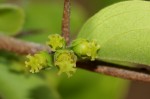 Flacourtia indica