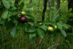 Flacourtia indica