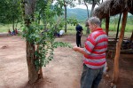 Flacourtia indica