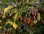 Combretum apiculatum subsp. apiculatum