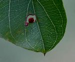 Combretum apiculatum subsp. apiculatum