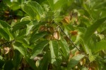 Combretum apiculatum subsp. apiculatum