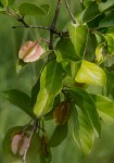 Combretum apiculatum subsp. apiculatum