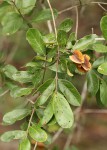 Combretum apiculatum subsp. apiculatum