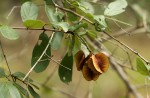 Combretum apiculatum subsp. apiculatum