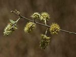 Combretum hereroense subsp. hereroense