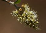 Combretum hereroense subsp. hereroense