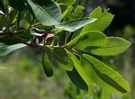 Terminalia brachystemma subsp. brachystemma