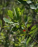 Terminalia brachystemma subsp. brachystemma