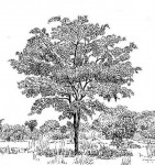 Terminalia sericea