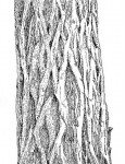 Terminalia sericea