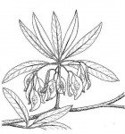 Terminalia sericea