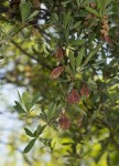 Terminalia sericea