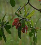 Terminalia sericea