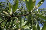 Terminalia sericea