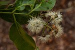 Syzygium guineense subsp. guineense