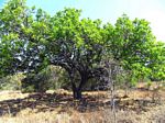 Syzygium guineense subsp. guineense