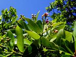 Syzygium guineense subsp. guineense