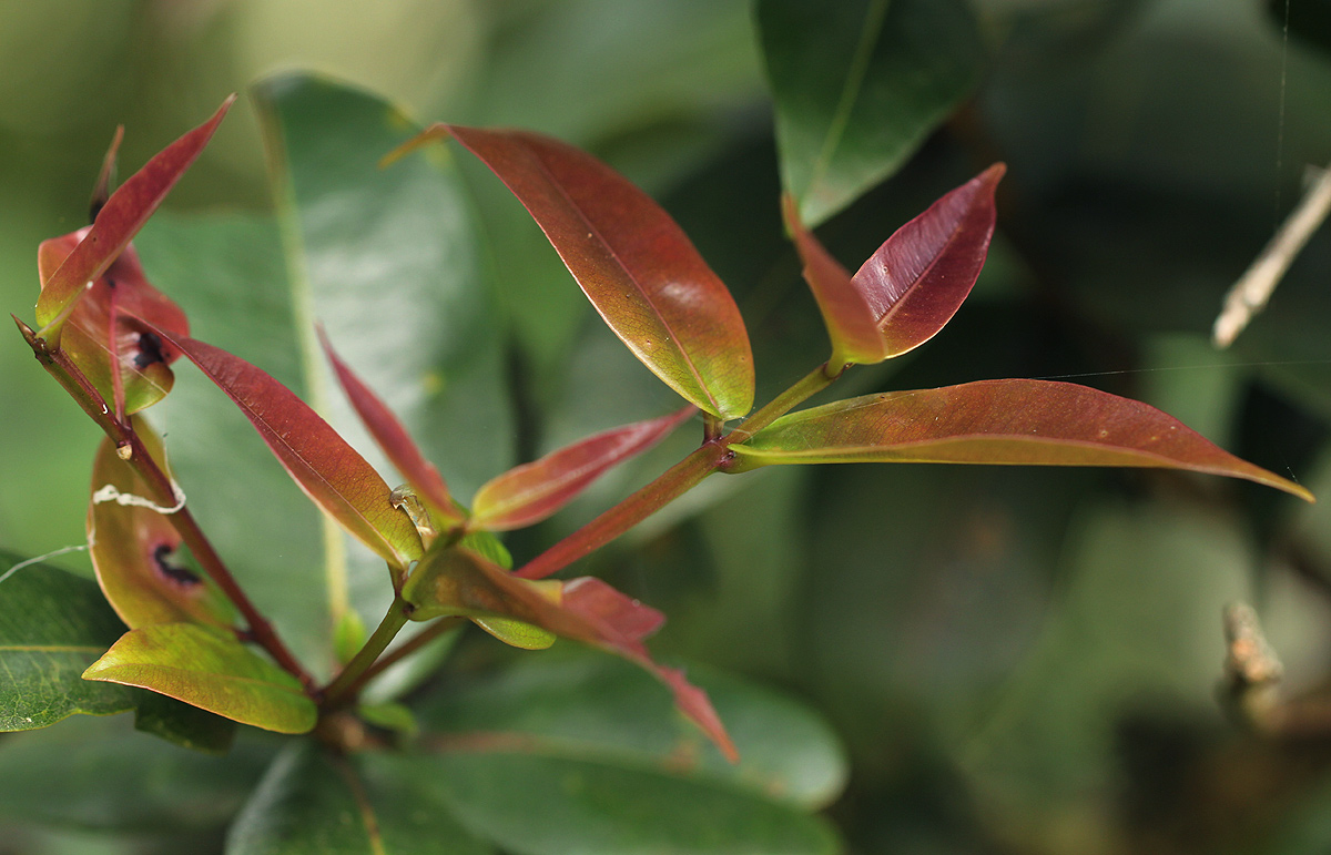 Syzygium guineense subsp. afromontanum