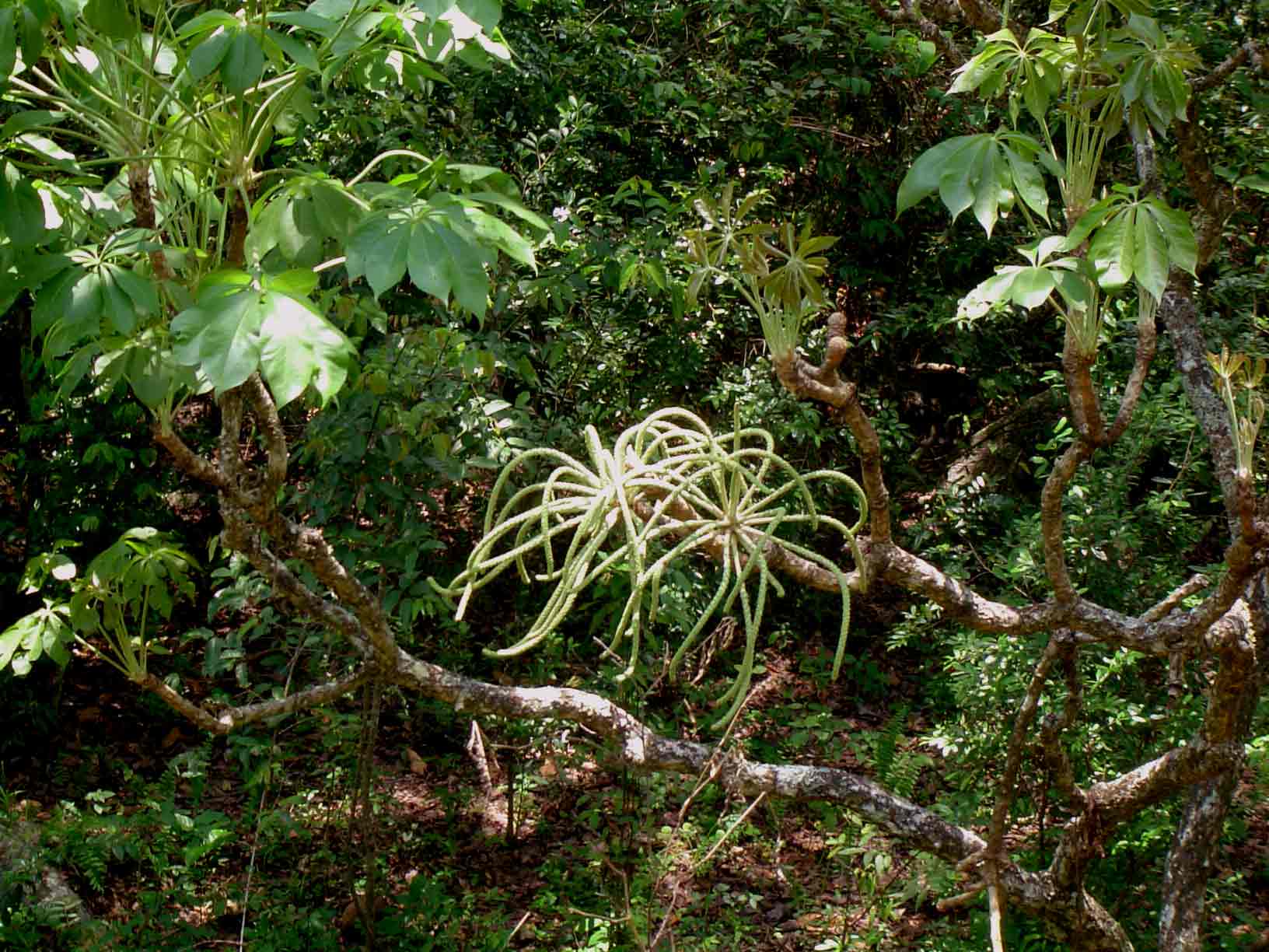 Cussonia arborea