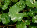 Hydrocotyle ranunculoides