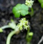 Hydrocotyle ranunculoides