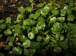 Hydrocotyle ranunculoides