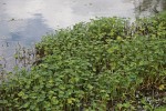 Hydrocotyle ranunculoides