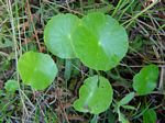 Hydrocotyle verticillata