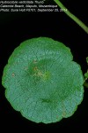 Hydrocotyle verticillata