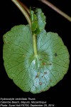 Hydrocotyle verticillata